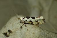 Ypsolopha sequella