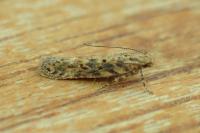Scrobipalpa ocellatella