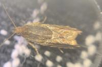 Ancylis comptana
