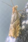 Ancylis comptana