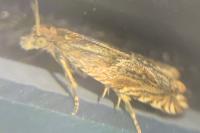 Ancylis comptana
