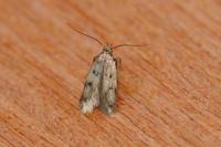 Borkhausenia nefrax