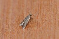 Borkhausenia nefrax