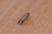 Borkhausenia nefrax