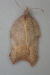Acleris emargana