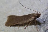 Acompsia cinerella