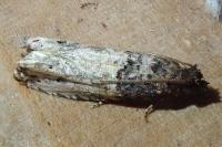 Notocelia incarnatana