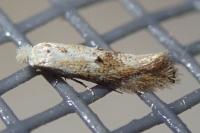 Bucculatrix