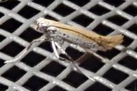 Aspilapteryx tringipennella