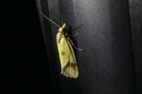Agapeta zoegana