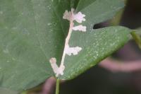 Cosmopterix zieglerella
