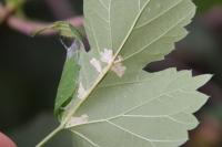 Cosmopterix zieglerella