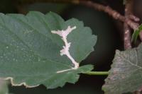 Cosmopterix zieglerella