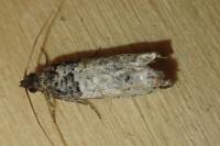Notocelia incarnatana
