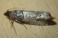 Notocelia incarnatana