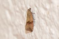 Celypha striana