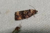 Endothenia