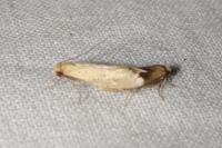 Myrmecozela ataxella