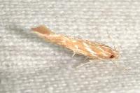 Pyroderces argyrogrammos