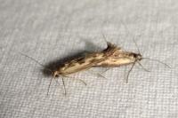Scythris limbella