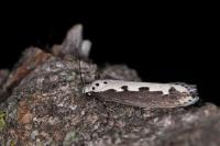 Ethmia bipunctella