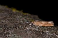Eucosma conterminana
