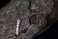 Ethmia bipunctella
