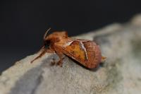 Triodia sylvina