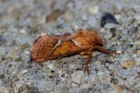 Triodia sylvina