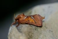 Triodia sylvina