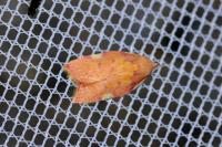 Carcina quercana