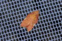 Carcina quercana