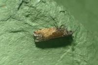 Epinotia nisella