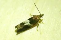 Epinotia tenerana