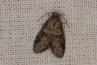Penestoglossa dardoinella