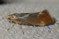 Metalampra