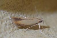 Coptotriche marginea