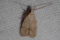 Symmoca oenophila