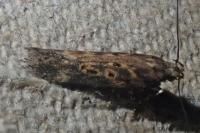 Scrobipalpa ocellatella