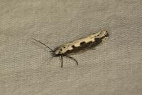 Ethmia bipunctella