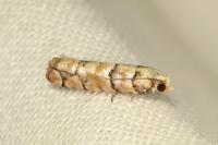 Pseudococcyx tessulatana
