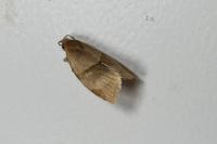 Clepsis rurinana