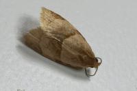 Clepsis rurinana
