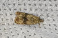 Celypha striana