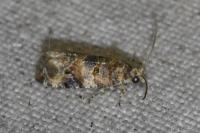 Lobesia botrana