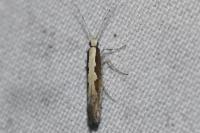 Plutella xylostella
