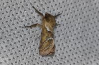 Triodia sylvina
