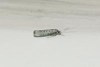 Yponomeuta sedella