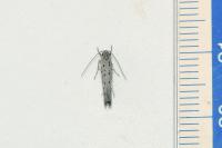 Yponomeuta sedella