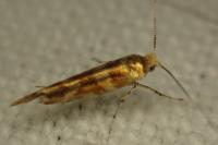 Argyresthia goedartella